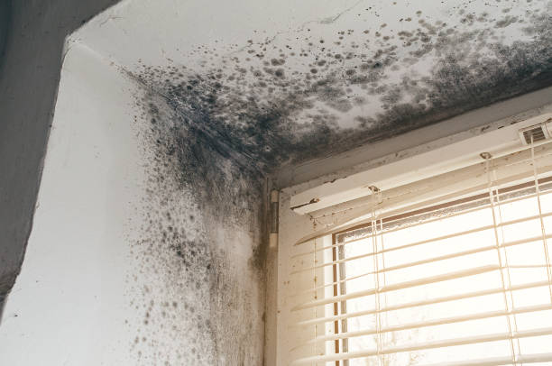 Trusted Mold Inspection service in Denton, TX - Cheap Mold Removal